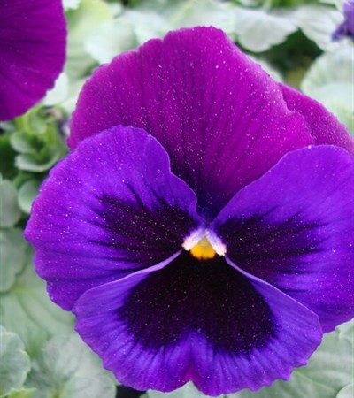 Pansy Delta™ Premium Neon Violet